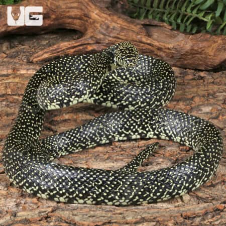 Speckled Kingsnake (Lampropeltis holbrooki) For Sale - Underground Reptile