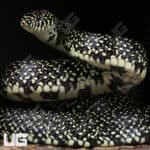 Speckled Kingsnake (Lampropeltis holbrooki) For Sale - Underground Reptile