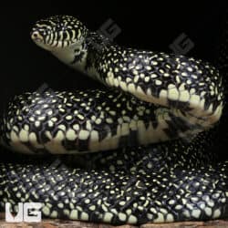 Speckled Kingsnake (Lampropeltis holbrooki) For Sale - Underground Reptile