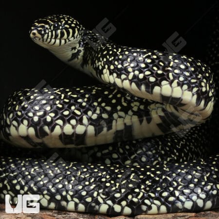 Speckled Kingsnake (Lampropeltis holbrooki) For Sale - Underground Reptile