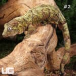 Chahoua gecko resting on a tree branch, showcasing its camouflaged green and brown skin.