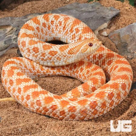 Red Albino Het Sable Western Hognose Snake in natural desert habitat.