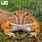 Adult Red Coffee Pacman Frog For Sale - Underground Reptiles