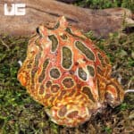 Adult Red Coffee Pacman Frog For Sale - Underground Reptiles