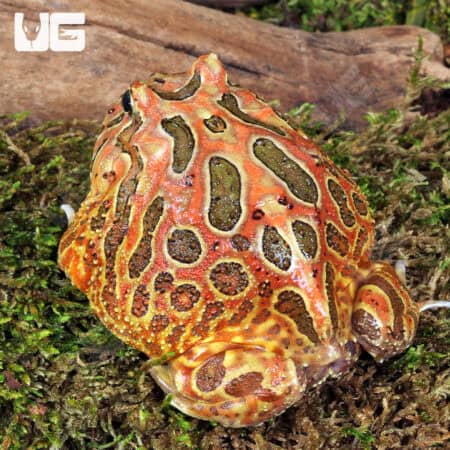 Adult Red Coffee Pacman Frog For Sale - Underground Reptiles