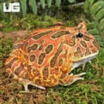 Adult Red Coffee Pacman Frog For Sale - Underground Reptiles