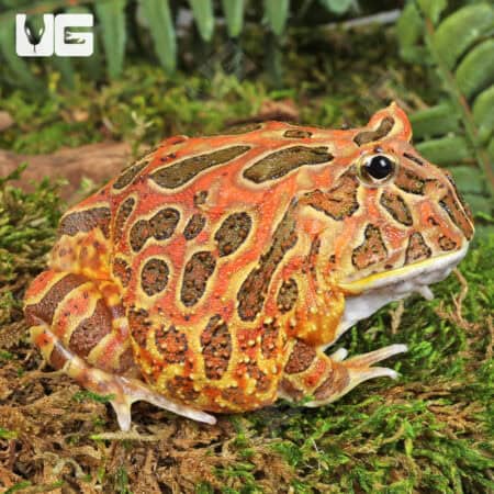 Adult Red Coffee Pacman Frog For Sale - Underground Reptiles