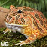 Adult Red Coffee Pacman Frog For Sale - Underground Reptiles