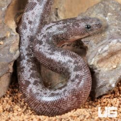 Baby Anery Granite Kenyan Sand Boas For Sale - Underground Reptiles
