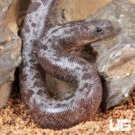 Baby Anery Granite Kenyan Sand Boas For Sale - Underground Reptiles