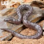 Baby Anery Granite Kenyan Sand Boas For Sale - Underground Reptiles