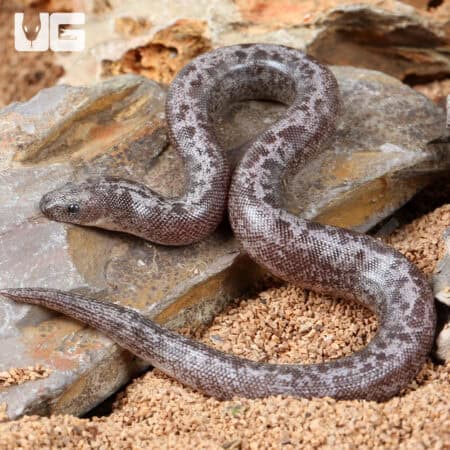 Baby Anery Granite Kenyan Sand Boas For Sale - Underground Reptiles