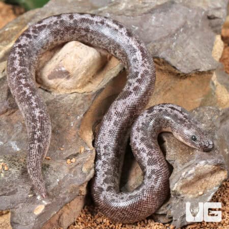 Baby Anery Granite Kenyan Sand Boas For Sale - Underground Reptiles