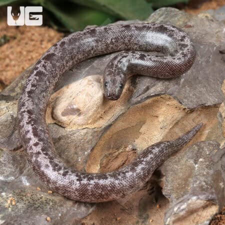 Baby Anery Granite Kenyan Sand Boas For Sale - Underground Reptiles