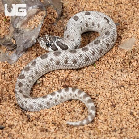 Baby Arctic Axanthic Anaconda Western Hognose Snake in sandy enclosure.
