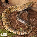 Baby False Water Cobras (Hydrodynastes gigas) For Sale - Underground Reptiles