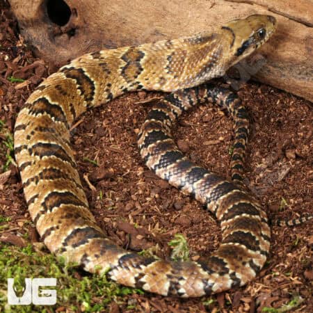 Baby False Water Cobras (Hydrodynastes gigas) For Sale - Underground Reptiles
