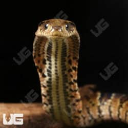 Baby False Water Cobras (Hydrodynastes gigas) For Sale - Underground Reptiles