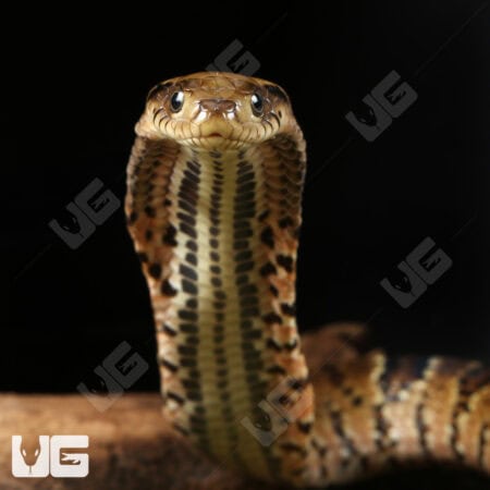 Baby False Water Cobras (Hydrodynastes gigas) For Sale - Underground Reptiles