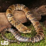 Baby False Water Cobras (Hydrodynastes gigas) For Sale - Underground Reptiles