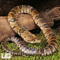 Baby False Water Cobras (Hydrodynastes gigas) For Sale - Underground Reptiles