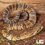 Baby False Water Cobras (Hydrodynastes gigas) For Sale - Underground Reptiles