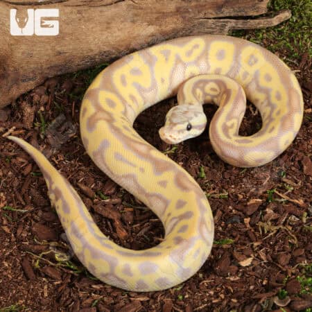 Banana Pastel Leopard OD Mahogany Het Clown Ball Python For Sale - Underground Reptiles