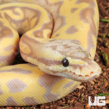 Banana Pastel Leopard OD Mahogany Het Clown Ball Python For Sale - Underground Reptiles