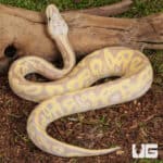 Banana Pastel Leopard OD Mahogany Het Clown Ball Python For Sale - Underground Reptiles