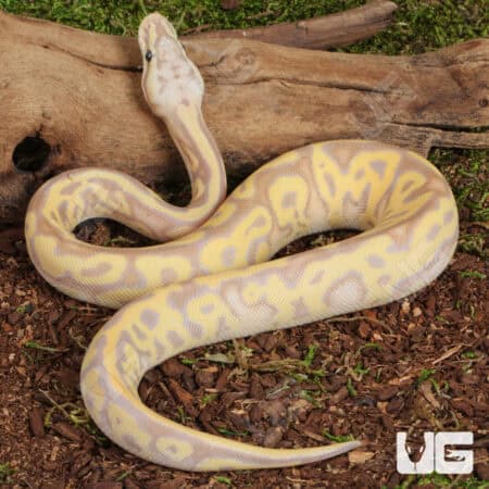 Banana Pastel Leopard OD Mahogany Het Clown Ball Python For Sale - Underground Reptiles