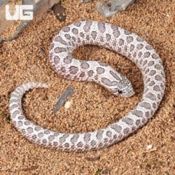 Baby Female Moon Dust Western Hognose Snake