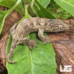 Baby GTX Nu Ana x GTX Leachianus Geckos For Sale - Underground Reptiles