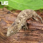 Baby GTX Nu Ana x GTX Leachianus Geckos For Sale - Underground Reptiles
