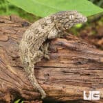 Baby GTX Nu Ana x GTX Leachianus Geckos For Sale - Underground Reptiles
