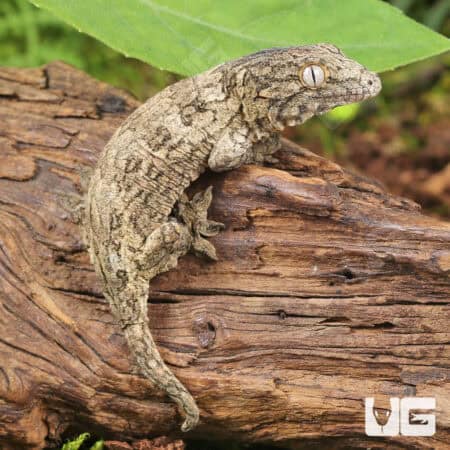 Baby GTX Nu Ana x GTX Leachianus Geckos For Sale - Underground Reptiles