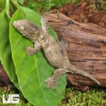 Baby GTX Nu Ana x GTX Leachianus Geckos For Sale - Underground Reptiles