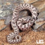 Baby Lavender Western Hognose Snakes (Heterodon nasicus) For Sale - Underground Reptiles