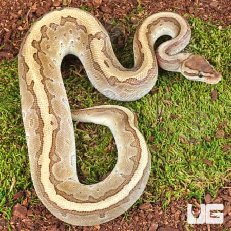 Ball Python snake on mossy ground, showcasing unique pattern and coloration.