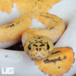 Pastel Fire Clown Pied Ball Python For Sale - Underground Reptiles