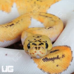 Pastel Fire Clown Pied Ball Python For Sale - Underground Reptiles
