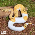 Pastel Fire Clown Pied Ball Python For Sale - Underground Reptiles