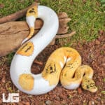 Pastel Fire Clown Pied Ball Python For Sale - Underground Reptiles