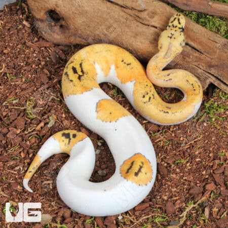 Pastel Fire Clown Pied Ball Python For Sale - Underground Reptiles