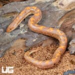Baby Albino Paradox Kenyan Sand Boas For Sale - Underground Reptiles