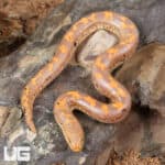 Baby Albino Paradox Kenyan Sand Boas For Sale - Underground Reptiles