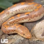 Baby Albino Paradox Kenyan Sand Boas For Sale - Underground Reptiles