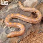 Baby Albino Paradox Kenyan Sand Boas For Sale - Underground Reptiles