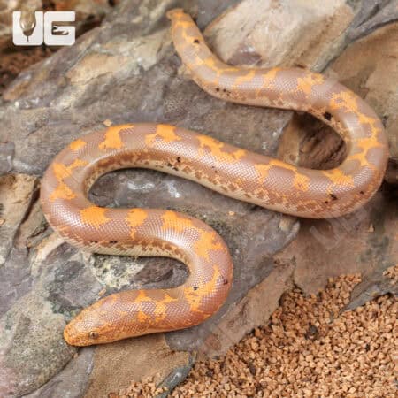 Baby Albino Paradox Kenyan Sand Boas For Sale - Underground Reptiles