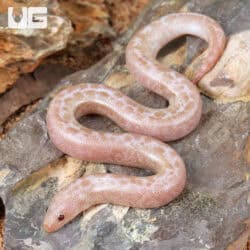 Baby Snow Granite Kenyan Sand Boas For Sale - Underground Reptiles
