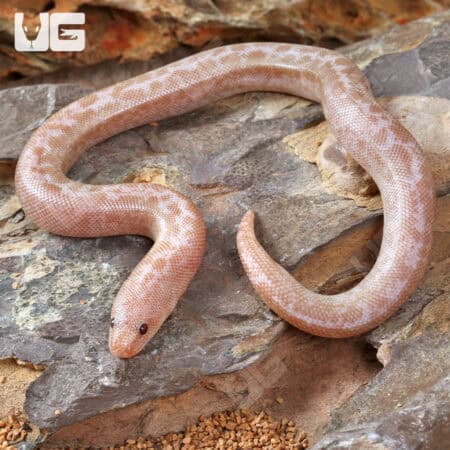 Baby Snow Granite Kenyan Sand Boas For Sale - Underground Reptiles